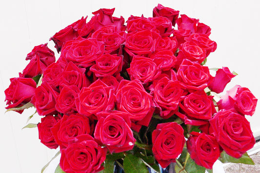 48 Rd Roses Short Stem Products – Boris Flowers
